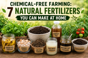 Chemical-free farming with 7 natural fertilizers for plants including compost, banana peel fertilizer, eggshell powder, rice water, mustard cake, cow dung manure, and vermicompost